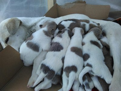 送小狗给有爱心人仕