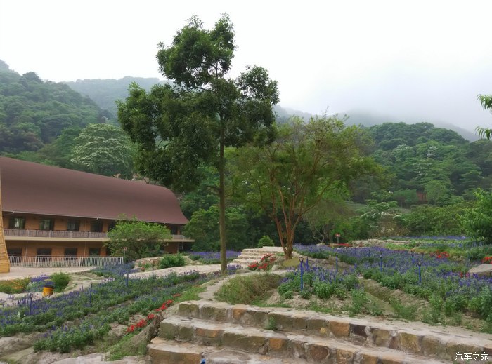 【暮春增城二龙山赏五月雪·油桐花】