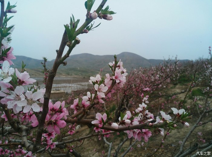 石河子143团桃花景区图片