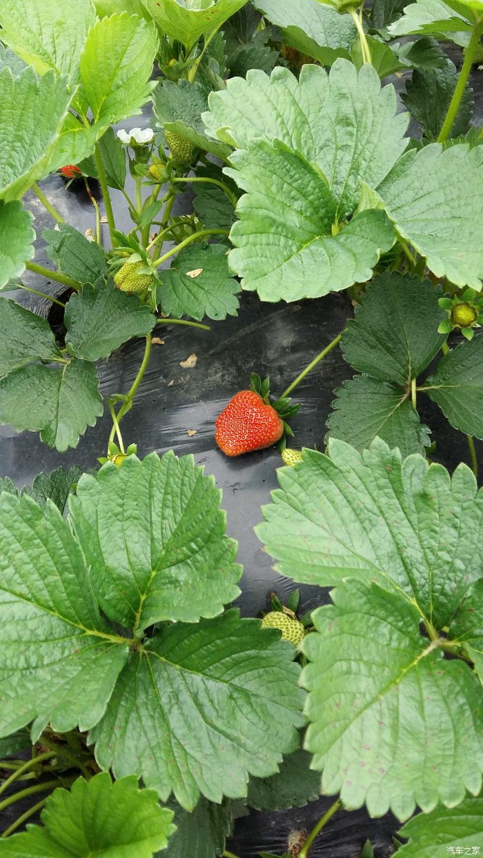 草莓蔷薇科草莓属多年生草本