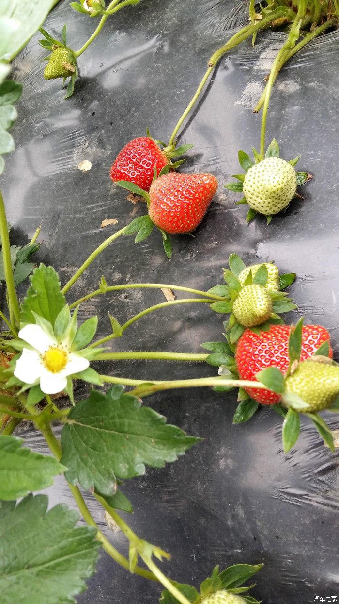 草莓蔷薇科草莓属多年生草本