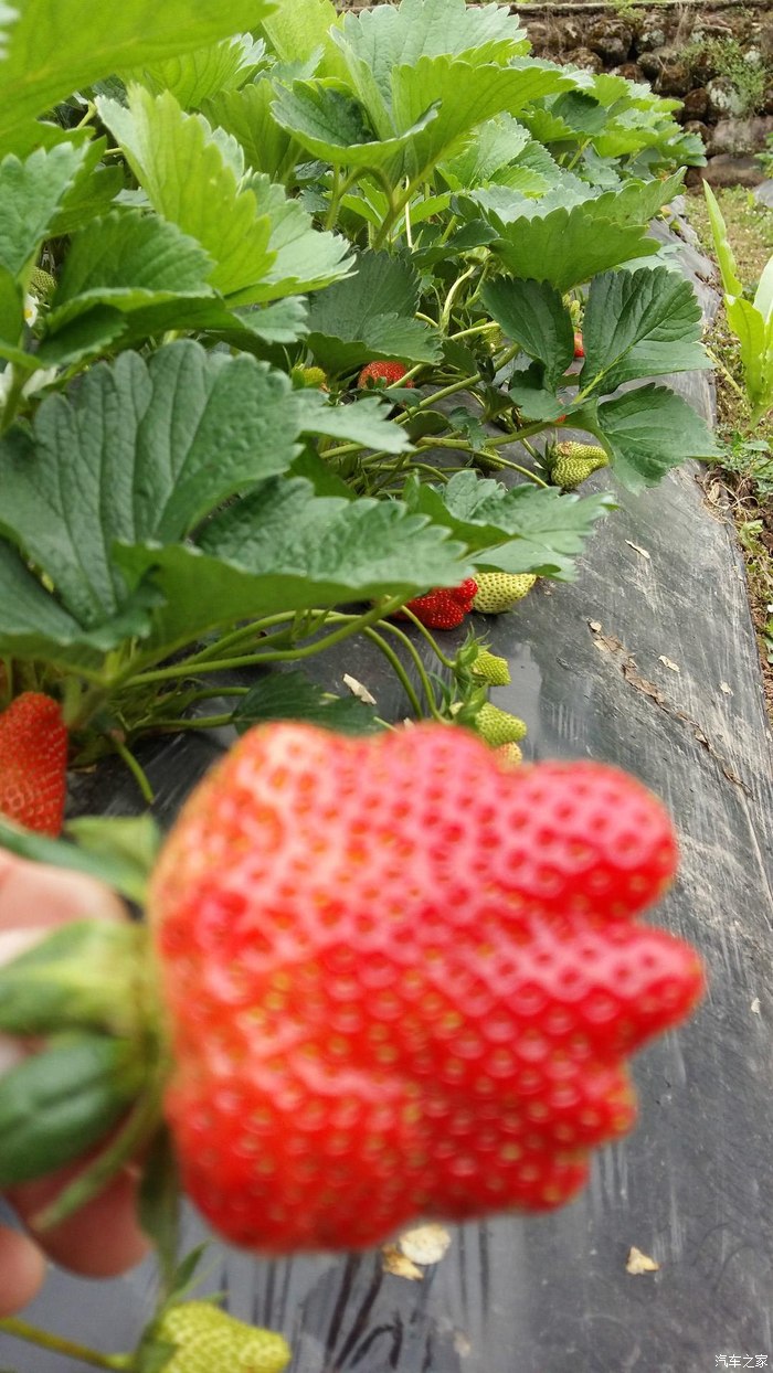 草莓蔷薇科草莓属多年生草本