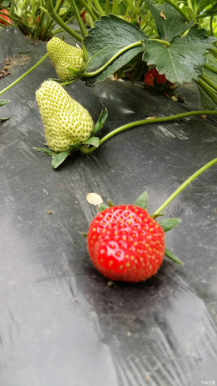 草莓蔷薇科草莓属多年生草本