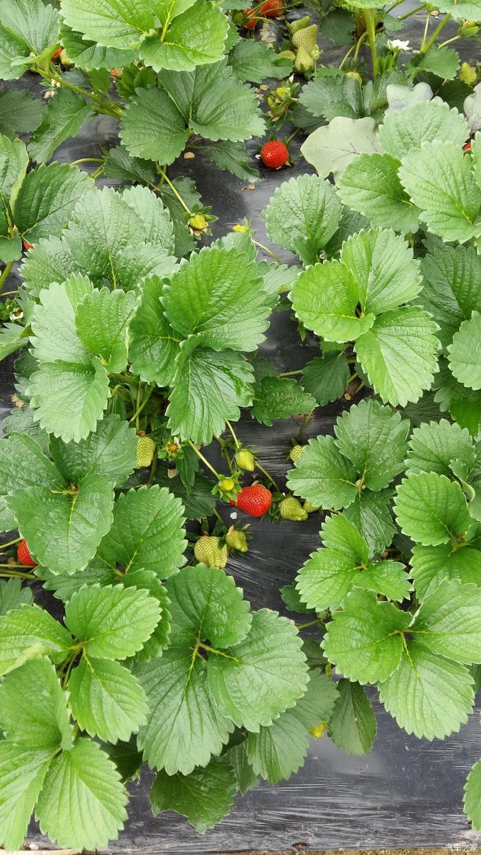 草莓蔷薇科草莓属多年生草本