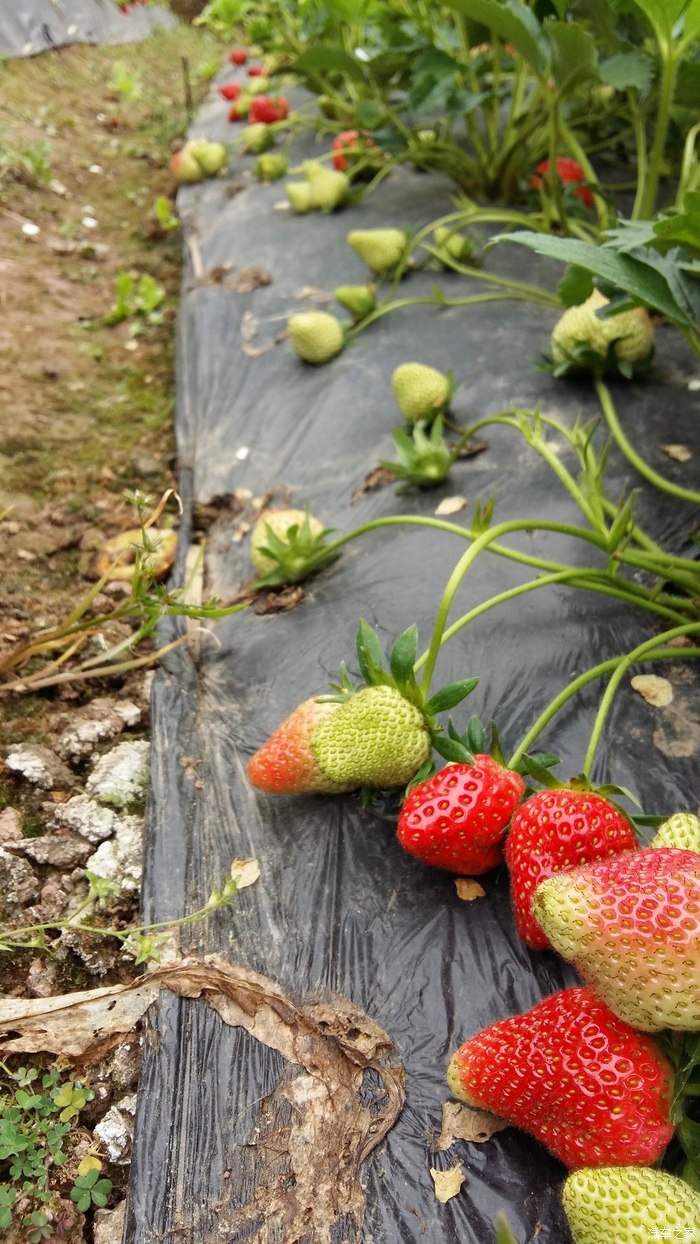 草莓蔷薇科草莓属多年生草本