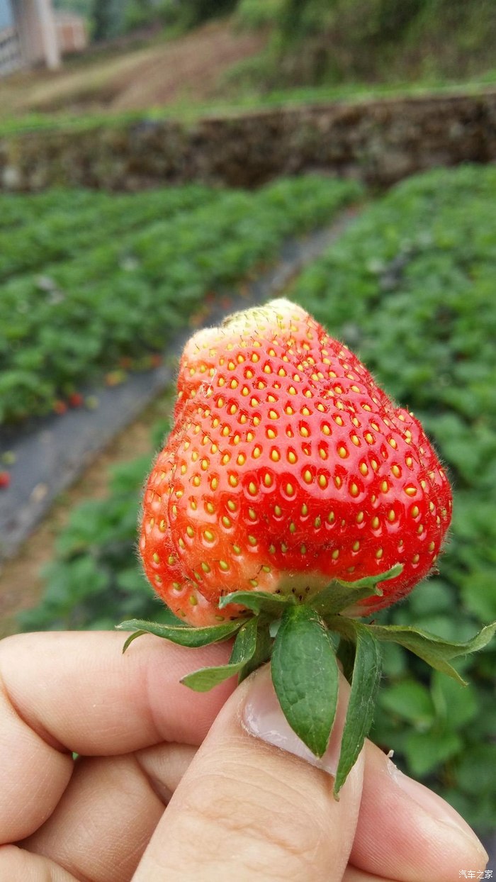 草莓蔷薇科草莓属多年生草本