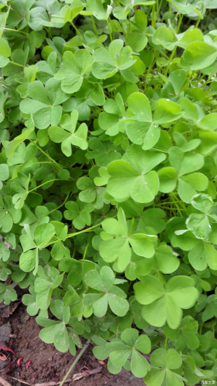 叶草,据说能找到叶草就幸运!我没有找到!