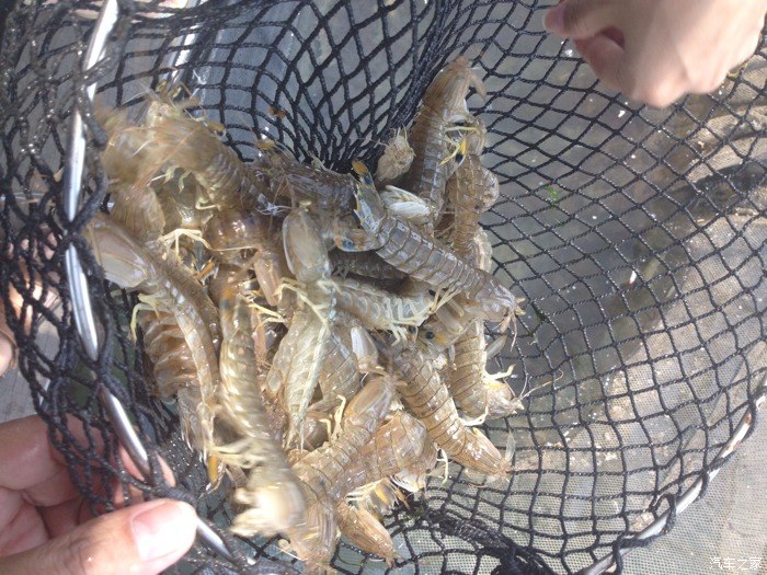 【图】论坛活动,东兴海边行之海鲜篇_广西论坛_汽车之家论坛