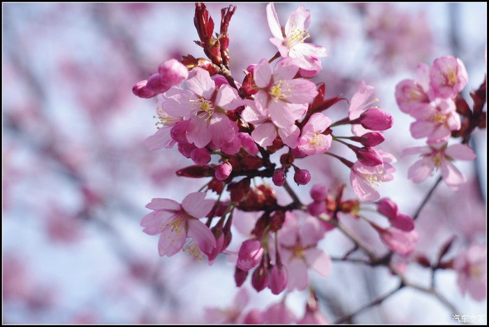 灰机不忘初心五瓣樱花