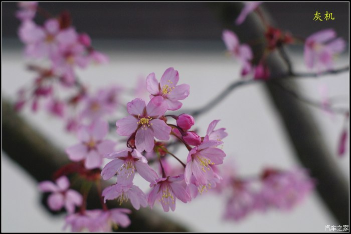 灰机不忘初心五瓣樱花