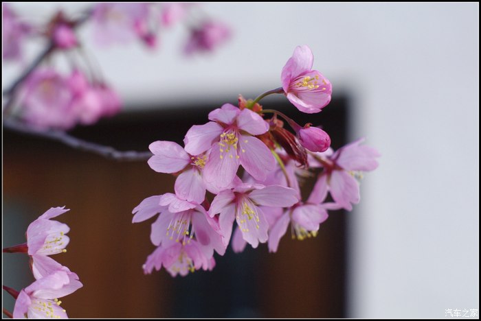 灰机不忘初心五瓣樱花