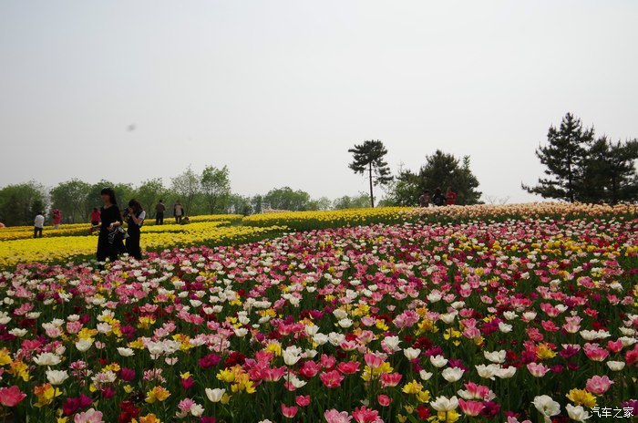 北京顺义国际鲜花港一日游花团锦簇不虚此行