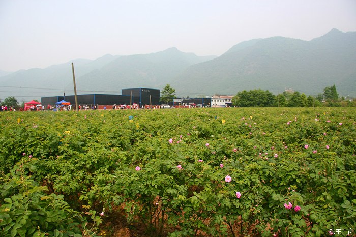 2015年4月26日綿竹中國玫瑰谷三溪寺年畫村