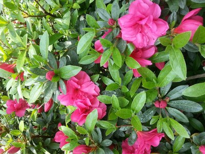 自强车友会 大别山薄刀峰---麻城看杜鹃2日游 随便发发