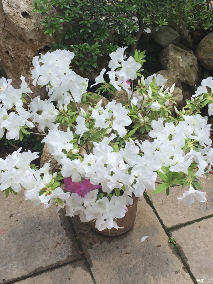 自强车友会 大别山薄刀峰---麻城看杜鹃2日游 随便发发
