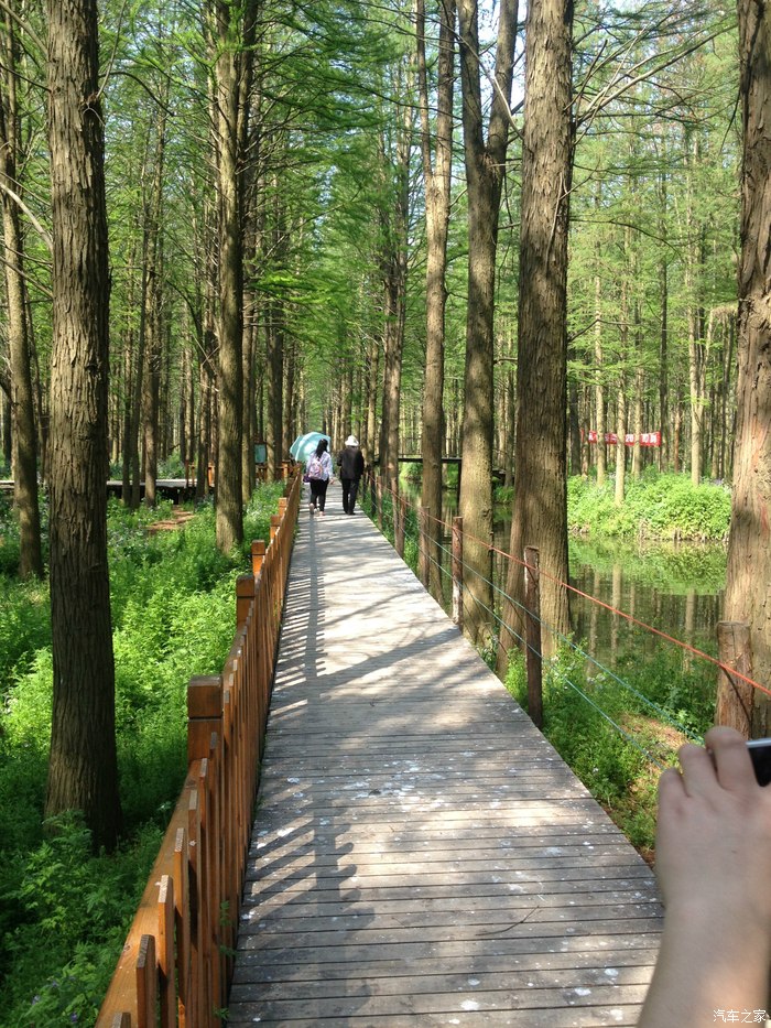 林间的木制步道