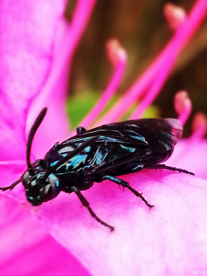 手机穷拍花果虫