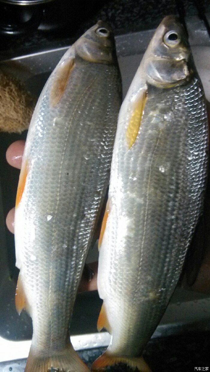 子鱼获4月10日作业(子鱼)_第1页_驴时代户外俱乐部野生四川半餐,鱼类