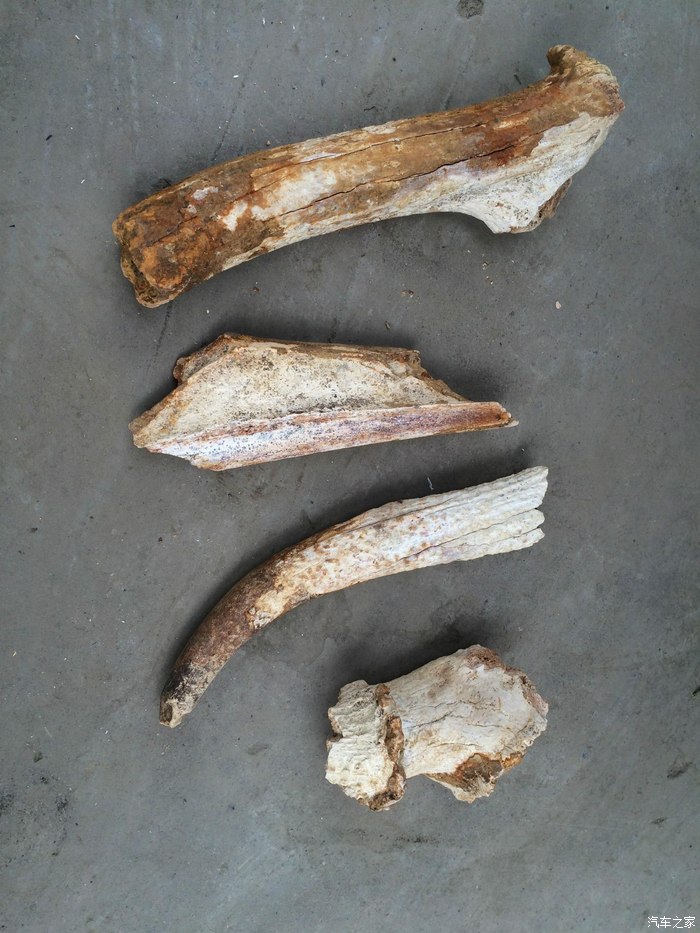 笔者发现的鹿茸化石,已经很好的收藏起来了.