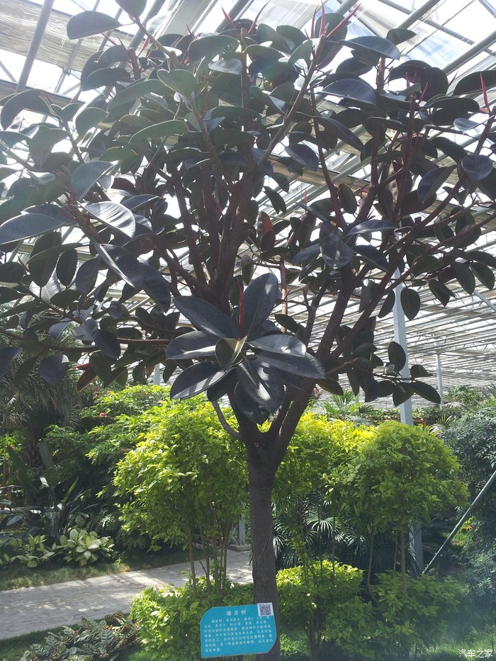 45米的八方来财.