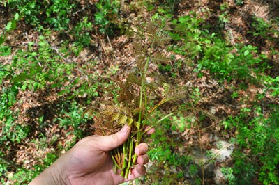 门头沟野菜图片