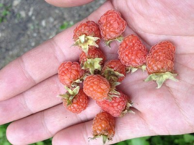 3600首保!广元青川回家之旅!野生樱桃,野梅!