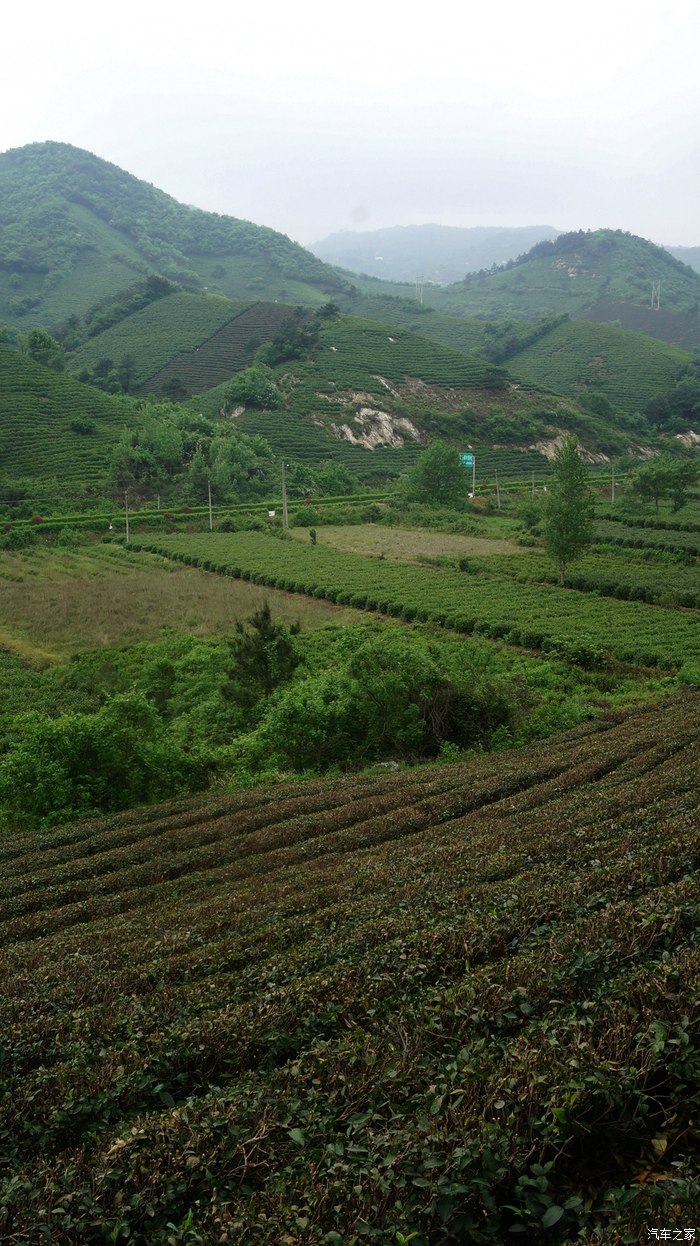 大山里的毛尖 信阳黑龙潭