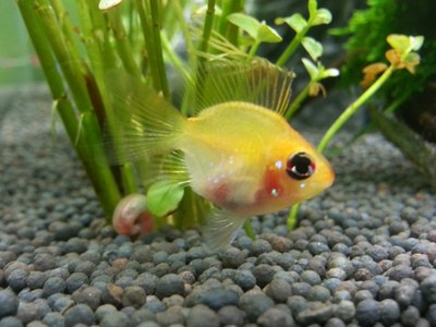 家养名贵观赏鱼之皮球珍珠鳞金鱼