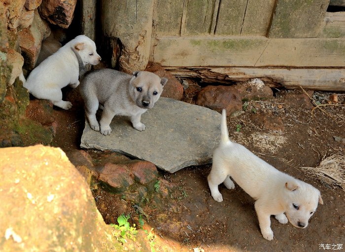 景点那么多,我也想看看,五一游贵州从江岜沙,风情这边独好!