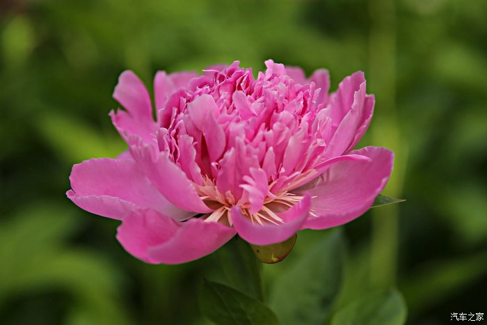 花卉百看不厌的芍药花情有所钟富贵美丽的象征
