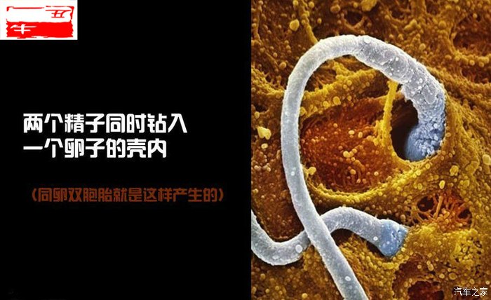 图解生命诞生