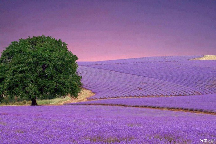 紫色天堂