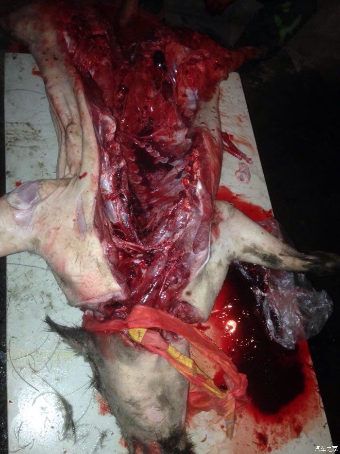 晚上撞死一头野猪哦