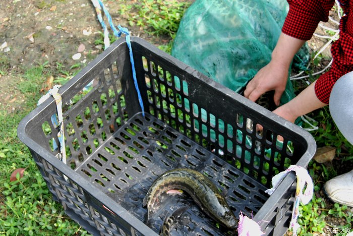 碰到一群老太放生,好大黑鱼.