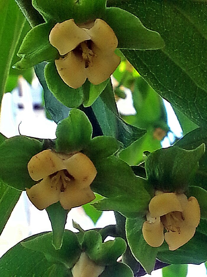 p13 石榴.几天前拍