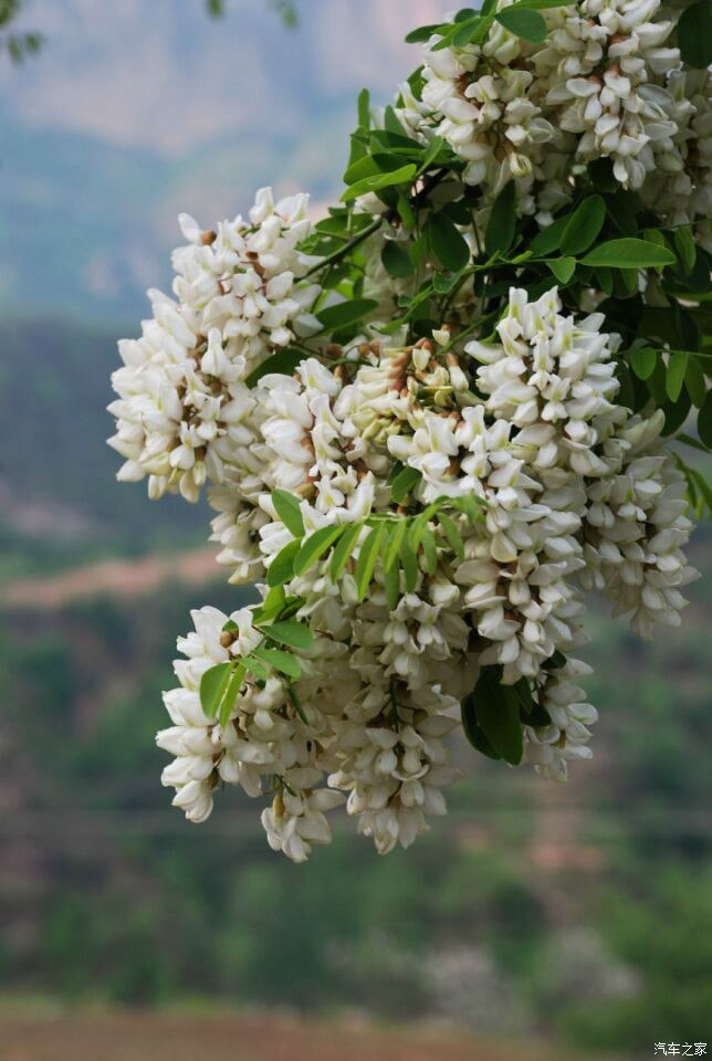 周末市郊散心游玩偶遇老朋友泪流满面