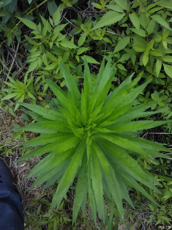 小白釣魚中突然遭遇黑煞雙鉗大將軍