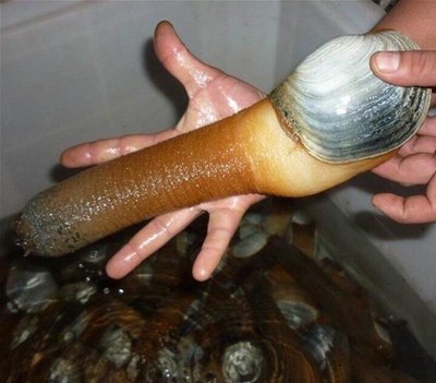 原来象鼻蚌是这样长大的
