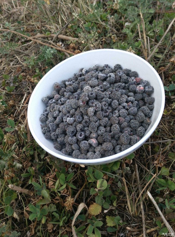 【图】昆明附近哪里可以摘野生锁梅?_云南论坛_汽车之家论坛