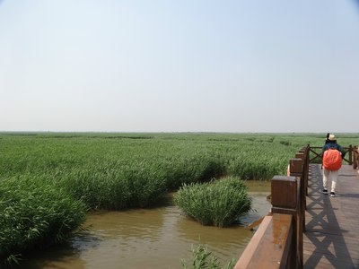 一场说走就走的自驾游:天津七里海湿地公园揽胜