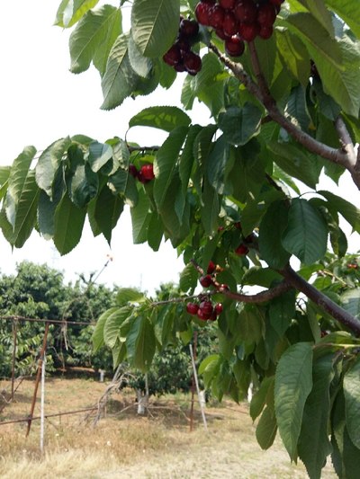 樱桃树一角樱桃树