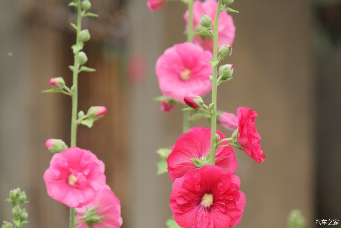 周末一日游彭泽县马当炮台