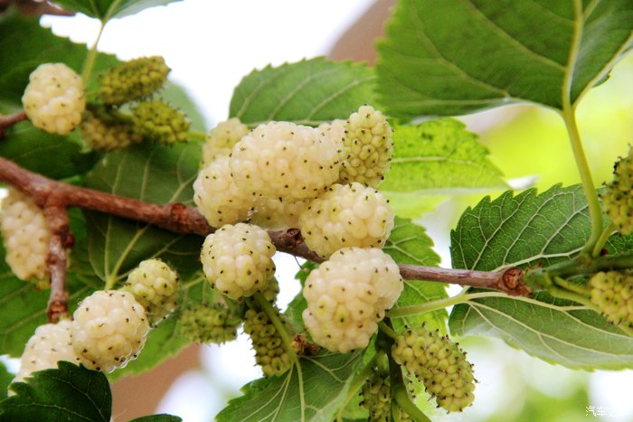 周末到农村摘桑子饱饱口福绿色环保的哟