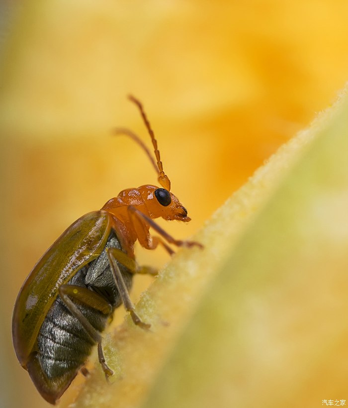 微距眼皮下的微小世界