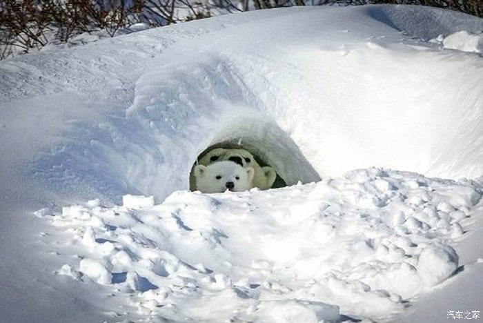 母北极熊和它的孩子