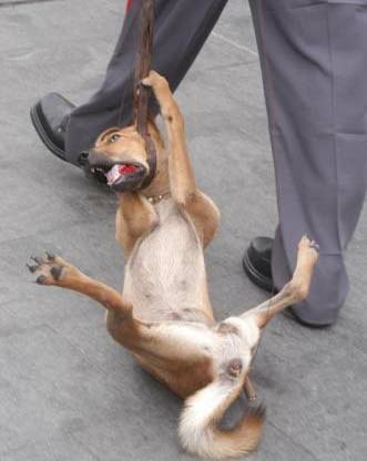 专治各种不服,黑狗们滚进来