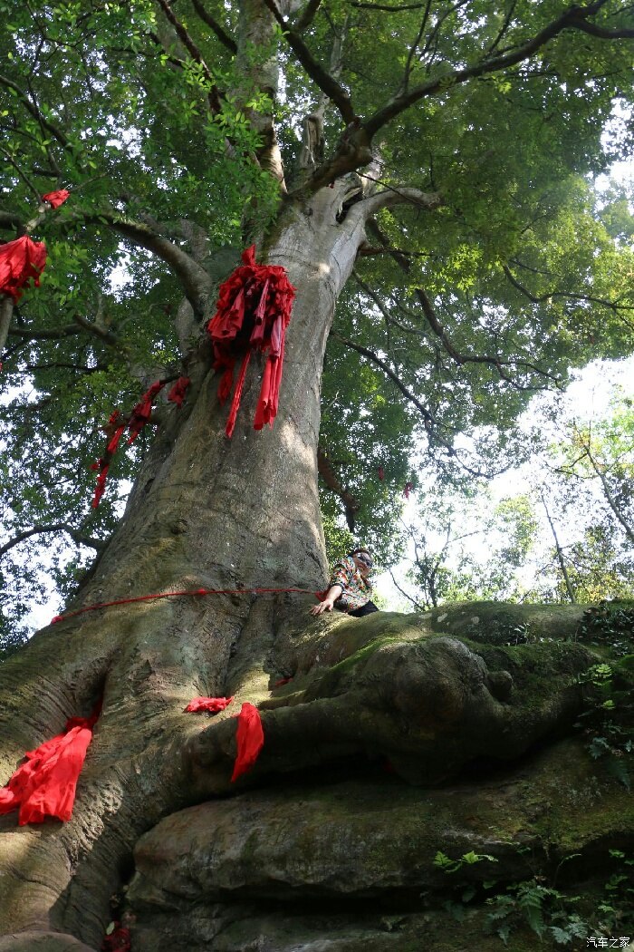 【四川cs35雅安分会】航哥与你相约红豆树