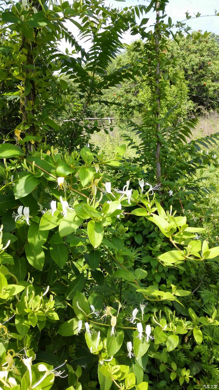 周末该进山采采草药了