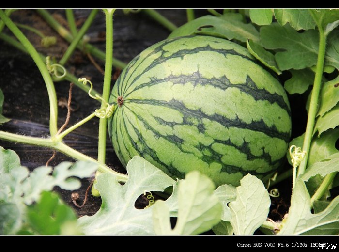 fec南京翼搏车友会20150606横溪西瓜石塘竹海自驾活动预告