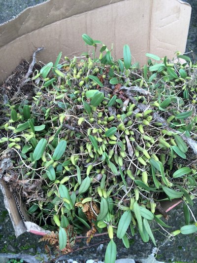 六一儿童节,布袋山游记,美女如云大人必射